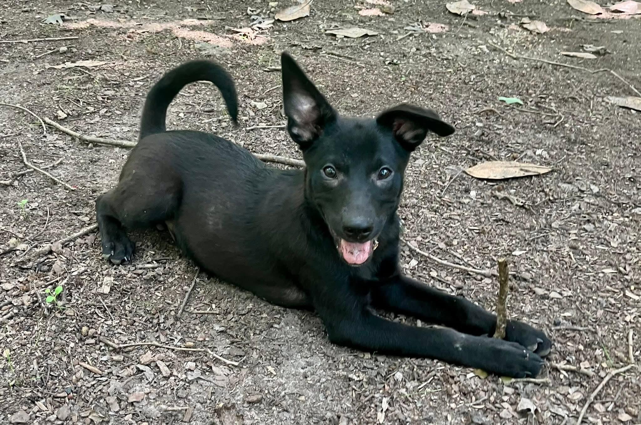 Br'er(rabbit), a Adoptable mixed breed in Chattanooga, TN image 6/6