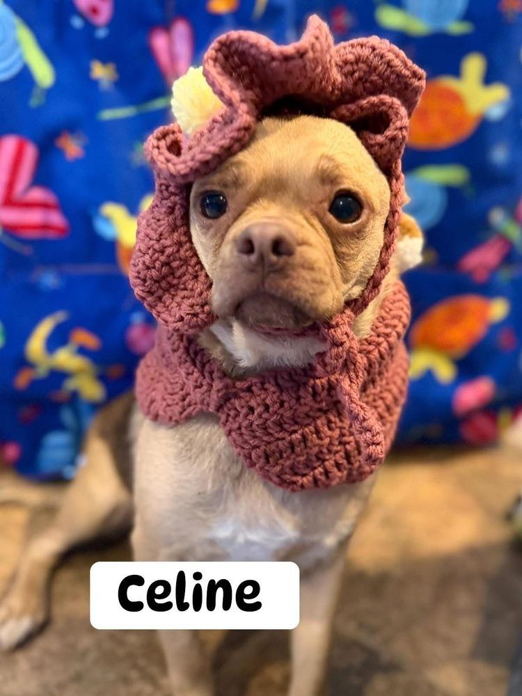 Celine, Adoptable, Adult Female Mixed Breed.
