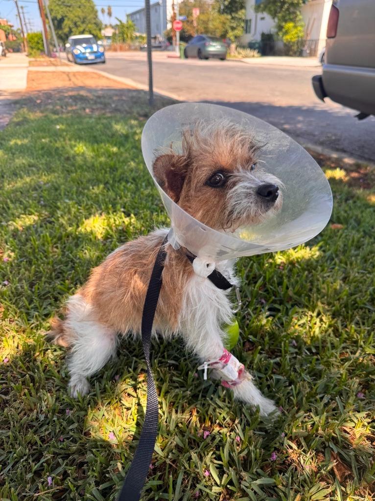 Tuli - Adopt Me!, Adoptable, Young Female Terrier.