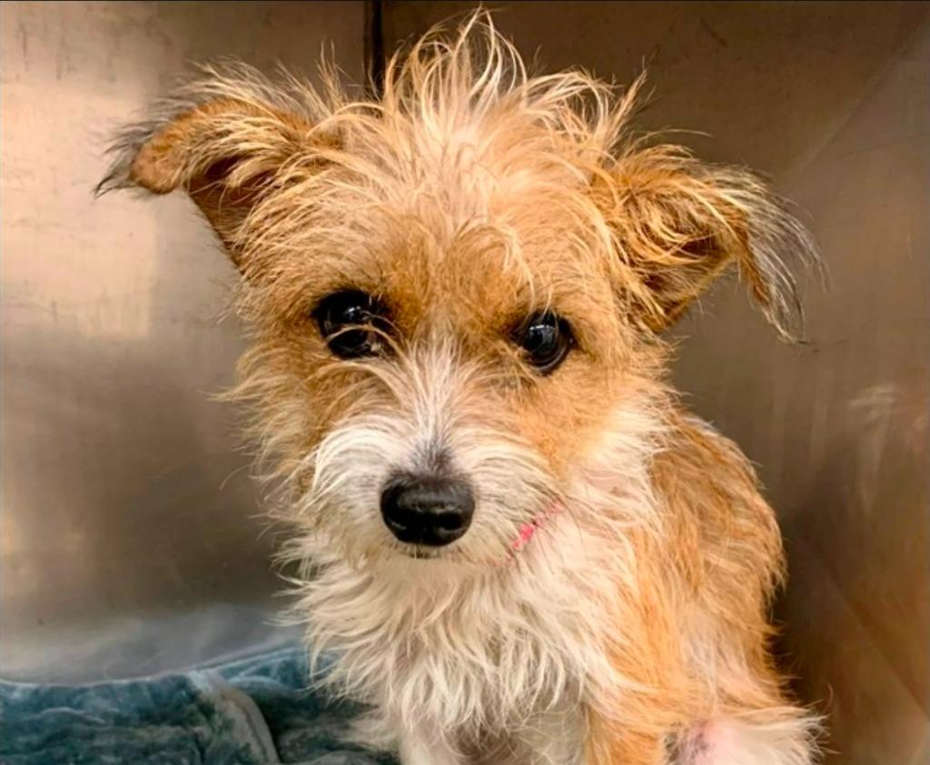 Enlarge Tuli - Adopt Me!, a Adoptable mixed breed in Lake Forest, CA image 2/4