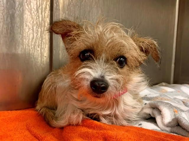 Enlarge Tuli - Adopt Me!, a Adoptable mixed breed in Lake Forest, CA image 3/4