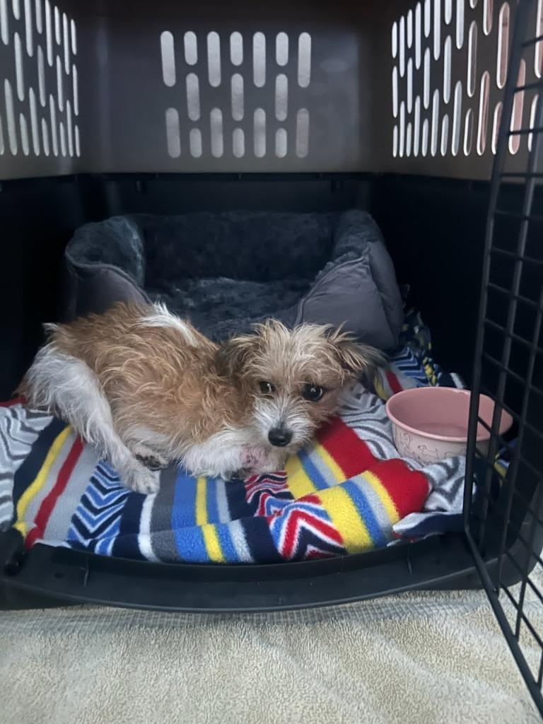 Enlarge Tuli - Adopt Me!, a Adoptable mixed breed in Lake Forest, CA image 4/4