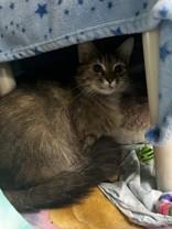 Enlarge Frida, a ADOPTABLE Domestic Short Hair in Whitby, ON image 2/3