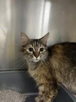 Frida, ADOPTABLE, Adult Female Domestic Short Hair.