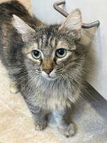 Enlarge Frida, a ADOPTABLE Domestic Short Hair in Whitby, ON image 3/3