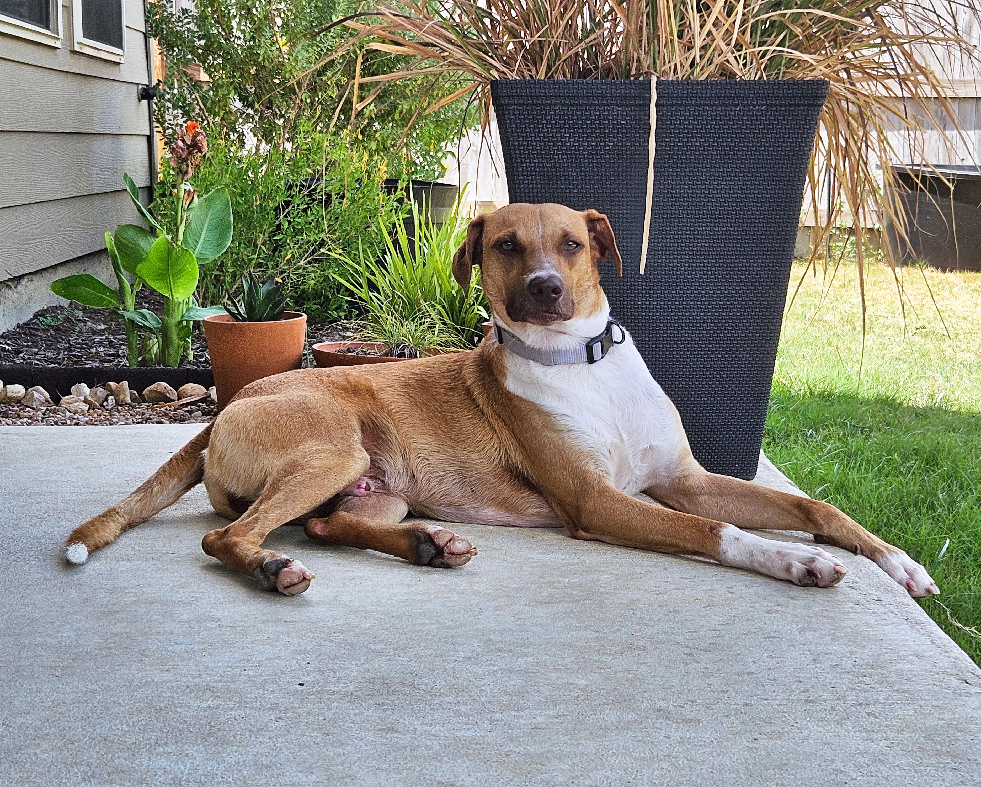 Enlarge Ollie, a Adoptable mixed breed in Shoreline, WA image 1/6