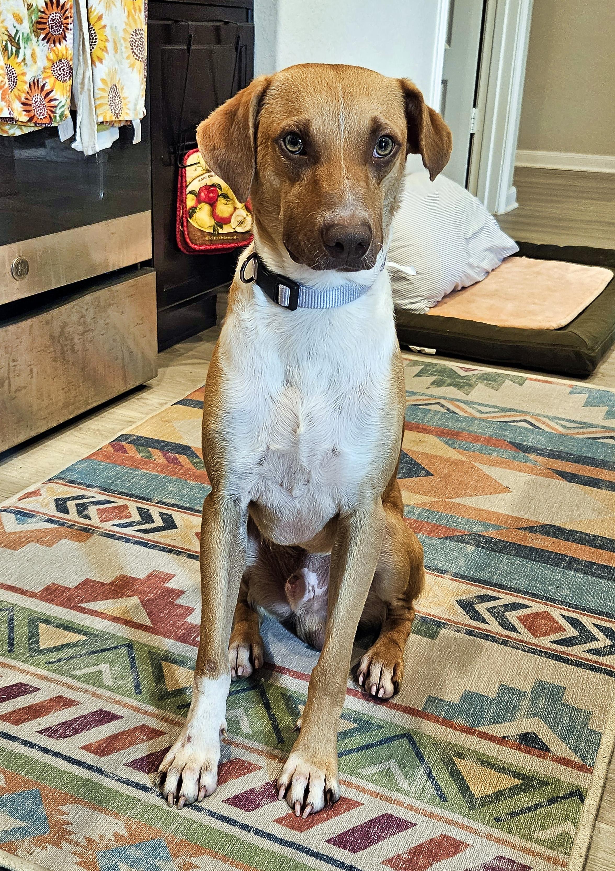 Enlarge Ollie, a Adoptable mixed breed in Shoreline, WA image 5/6