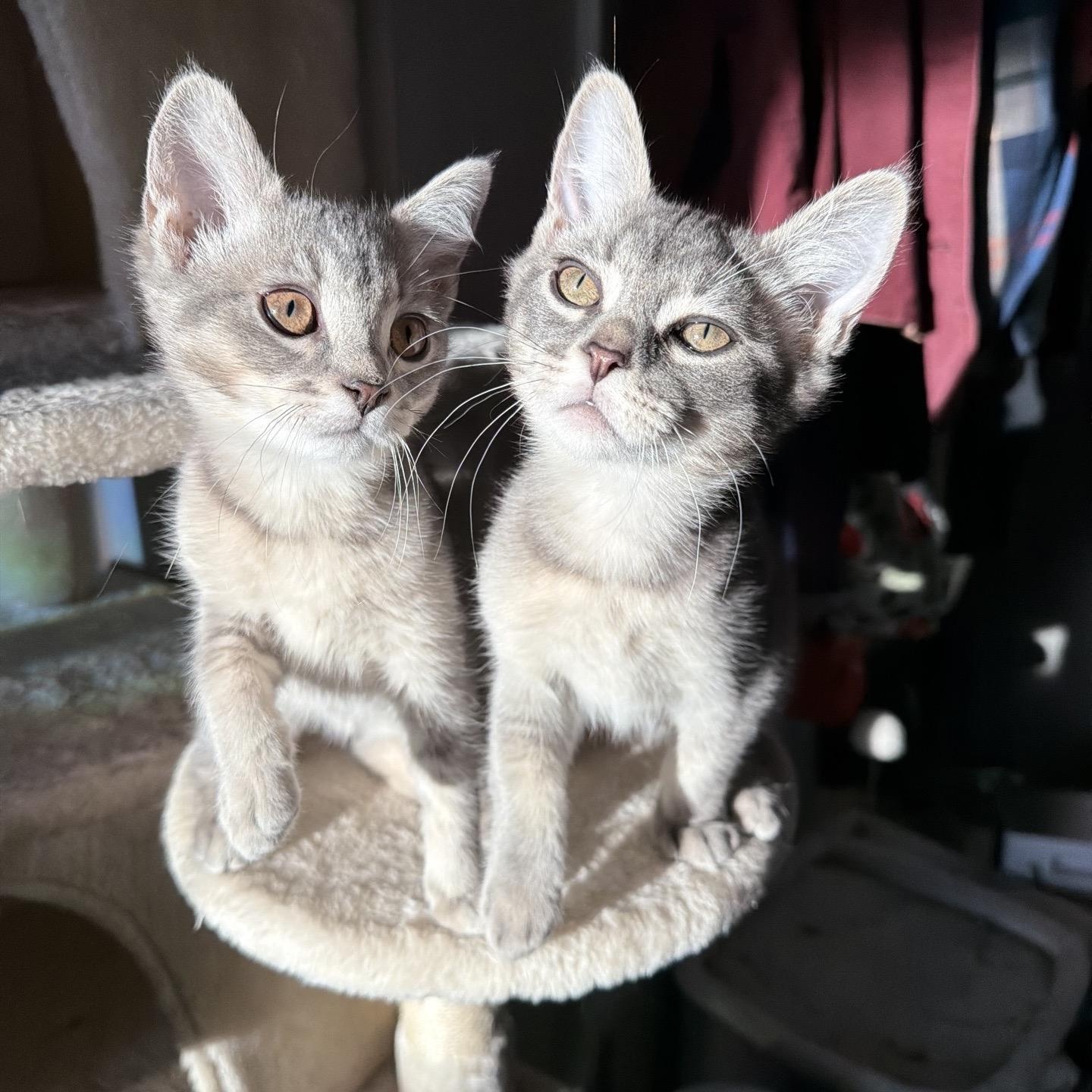 Enlarge Basil, an adopted Domestic Short Hair in Cortland, NY image 1/5