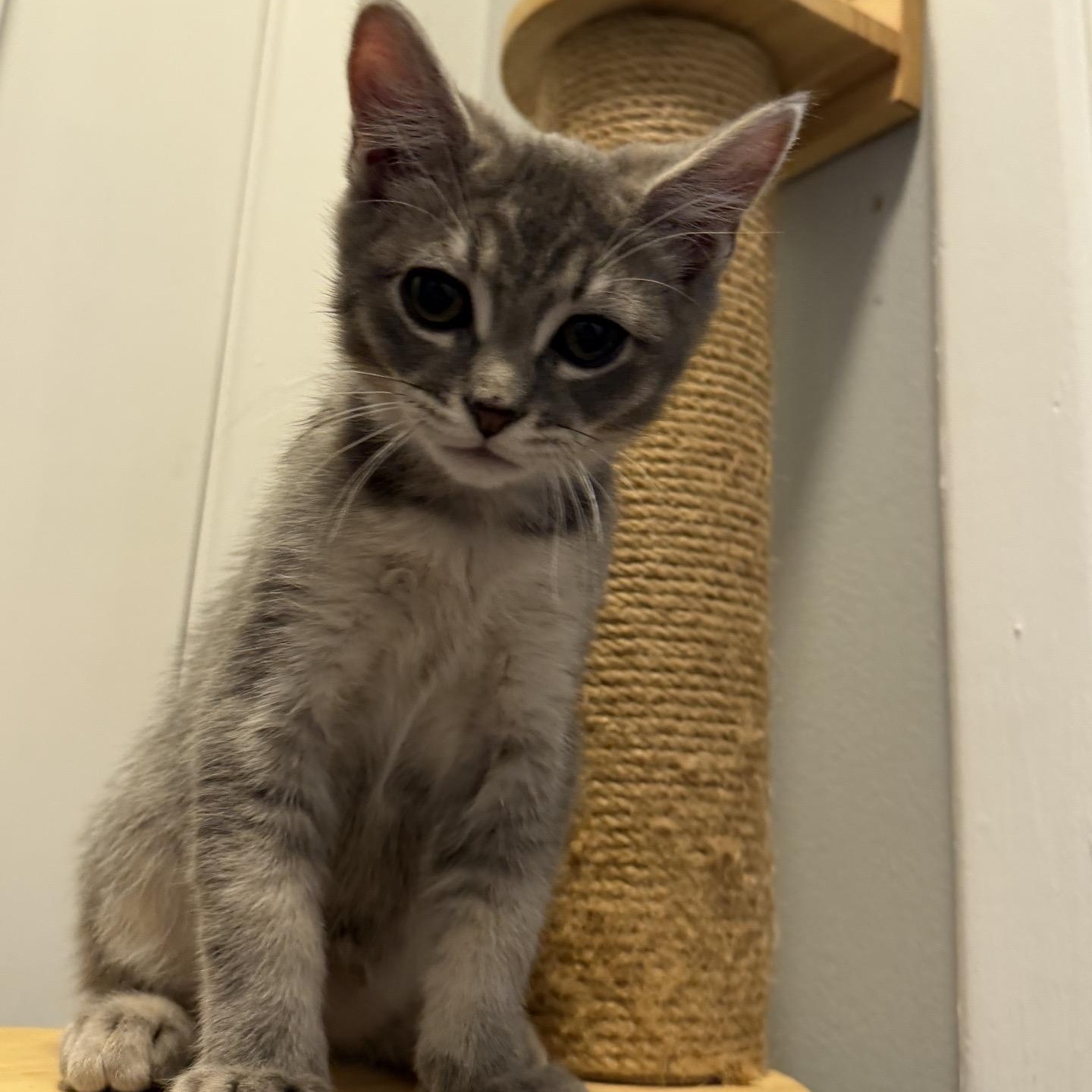 Enlarge Basil, an adopted Domestic Short Hair in Cortland, NY image 4/5