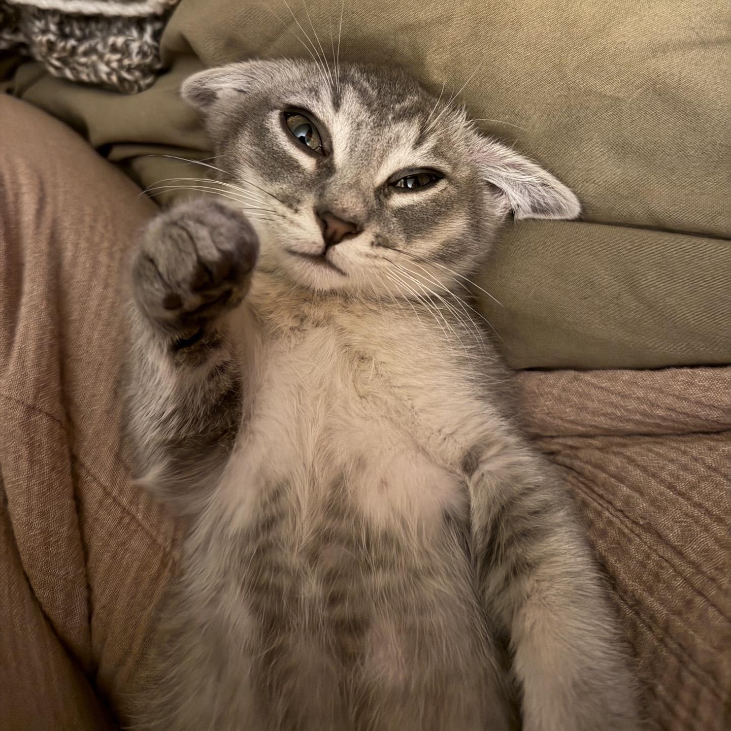 Enlarge Basil, an adopted Domestic Short Hair in Cortland, NY image 5/5