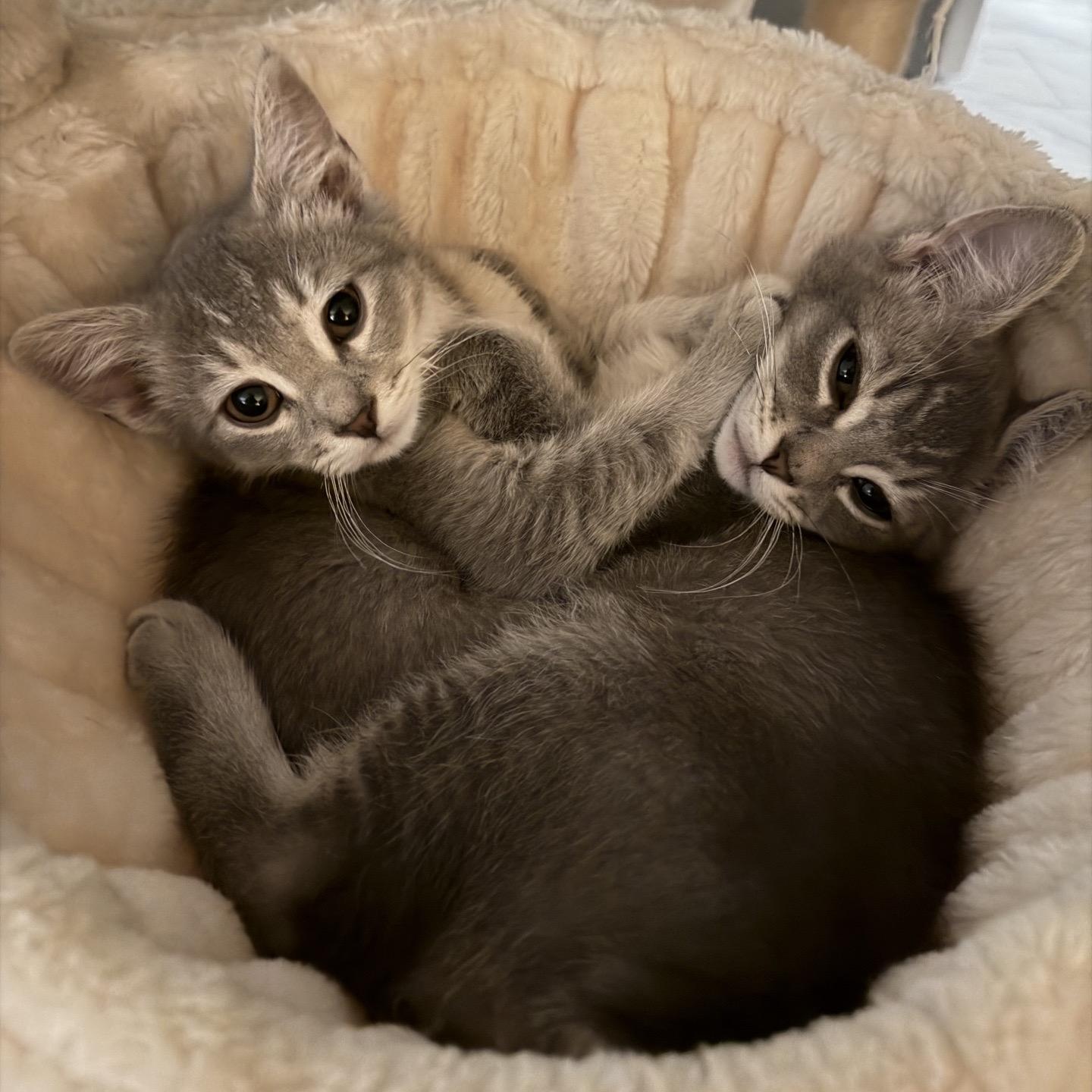 Enlarge Basil, an adopted Domestic Short Hair in Cortland, NY image 2/5