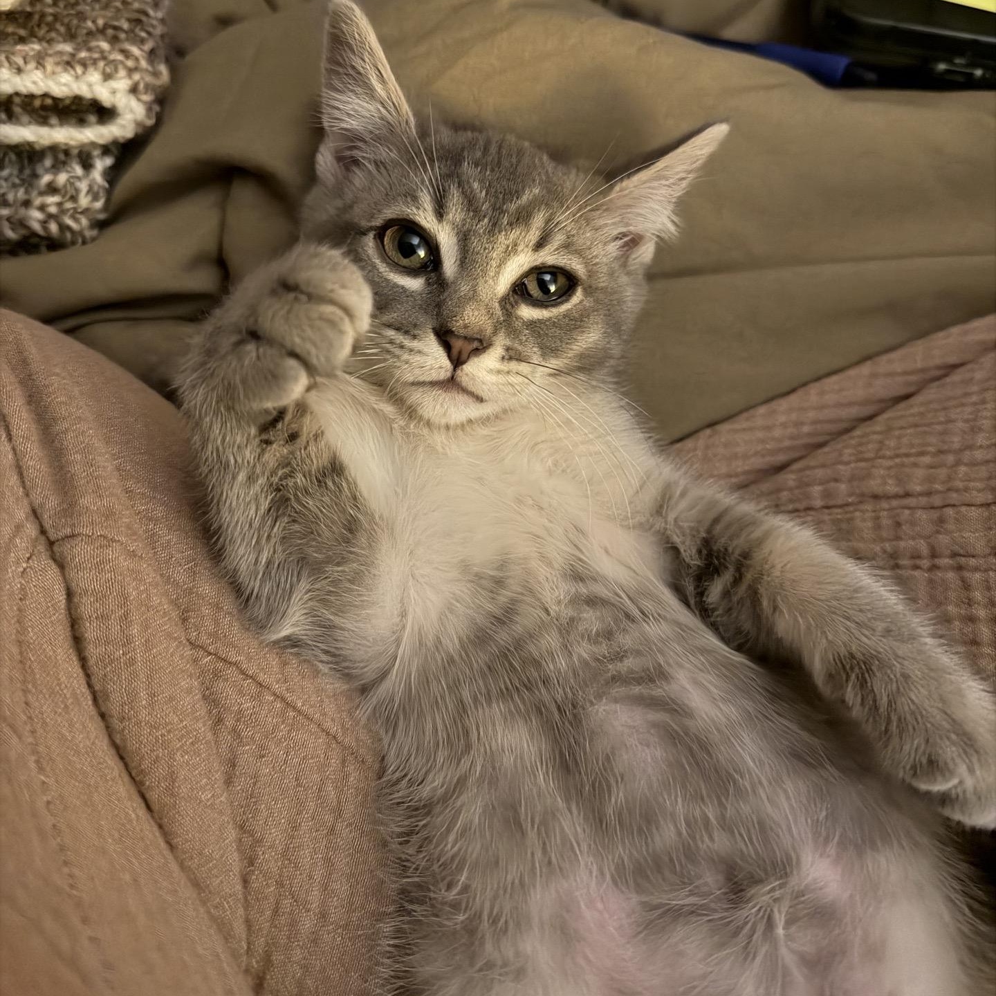 Enlarge Basil, an adopted Domestic Short Hair in Cortland, NY image 3/5