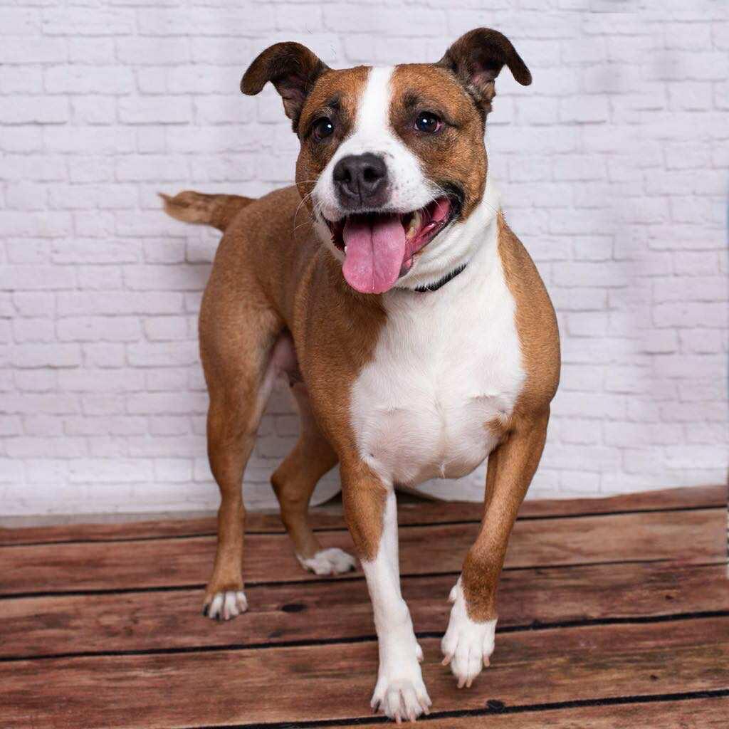 Suzie, a Adoptable mixed breed in Hagerstown, MD image 3/6