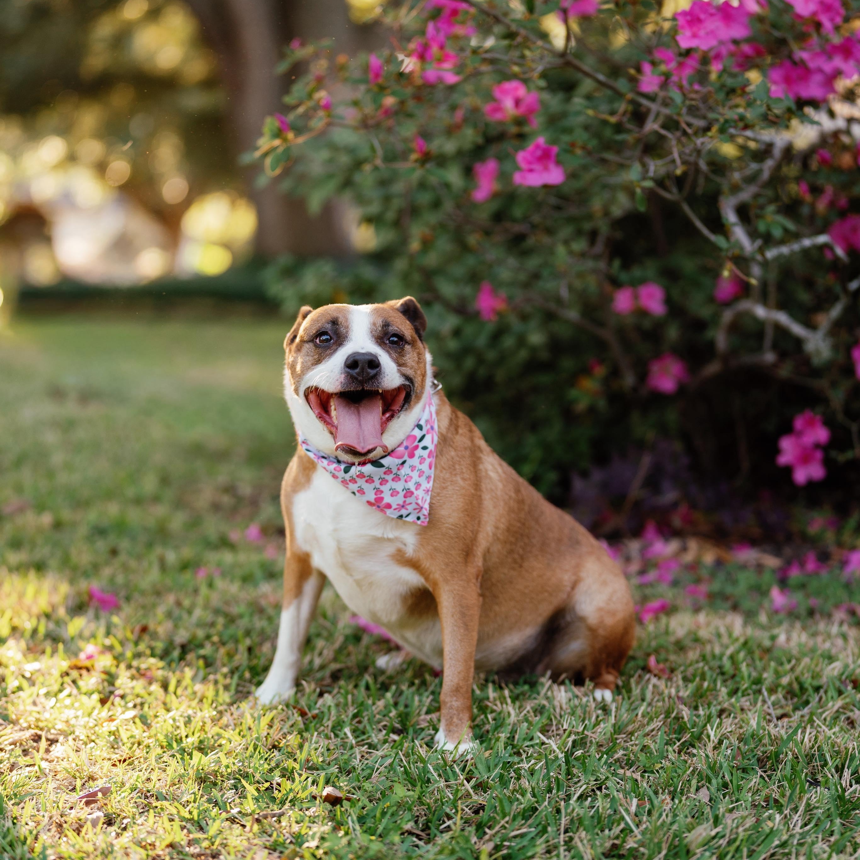 Suzie, a Adoptable mixed breed in Hagerstown, MD image 1/6