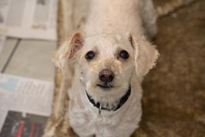 Benji, Adoptable, Senior Male Poodle & Cavalier King Charles Spaniel.