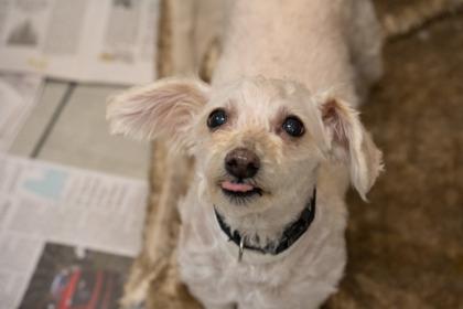 Enlarge Benji, a Adoptable mixed breed in Golden Valley, MN image 2/3