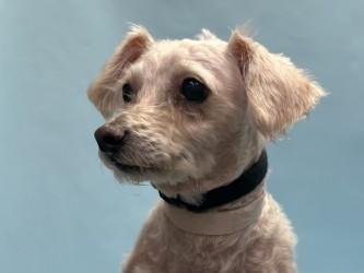 Enlarge Benji, a Adoptable mixed breed in Golden Valley, MN image 3/3