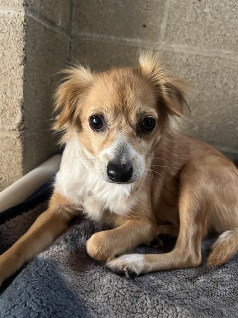 Enlarge TOOTSIE, a Adoptable Chihuahua in Ojai, CA image 1/1