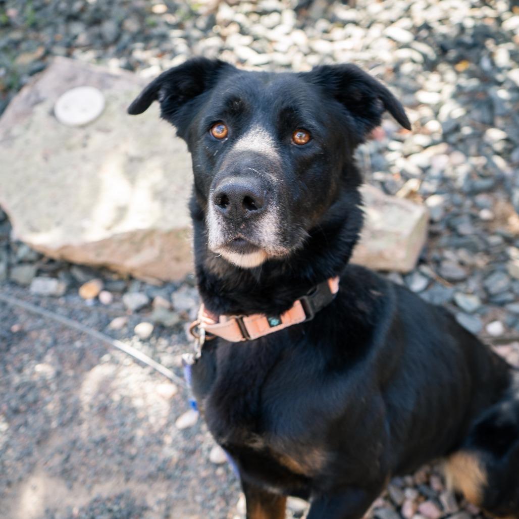 Enlarge Bailey, a Adoptable mixed breed in Cheyenne, WY image 1/6