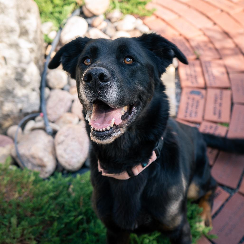 Enlarge Bailey, a Adoptable mixed breed in Cheyenne, WY image 2/6
