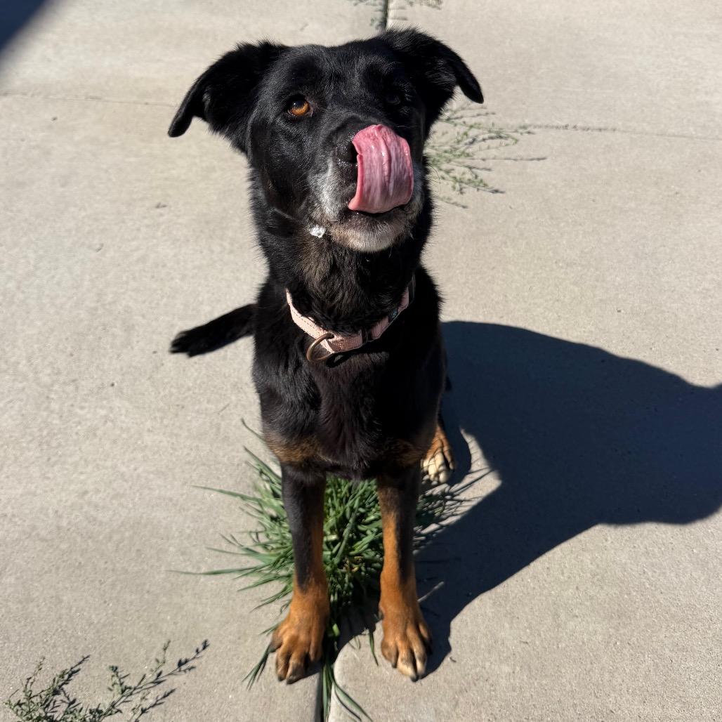Enlarge Bailey, a Adoptable mixed breed in Cheyenne, WY image 3/6