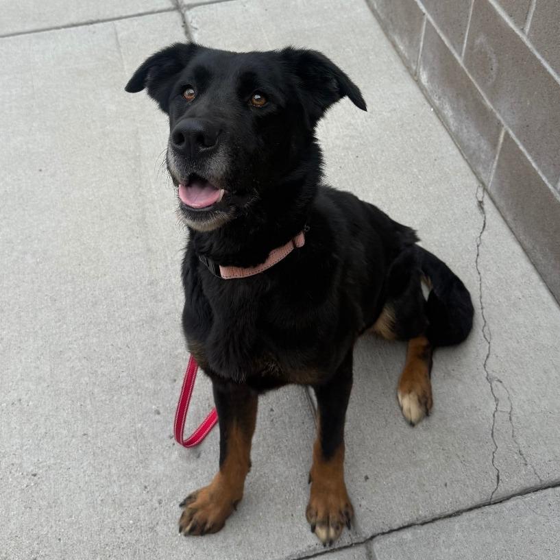 Enlarge Bailey, a Adoptable mixed breed in Cheyenne, WY image 4/6