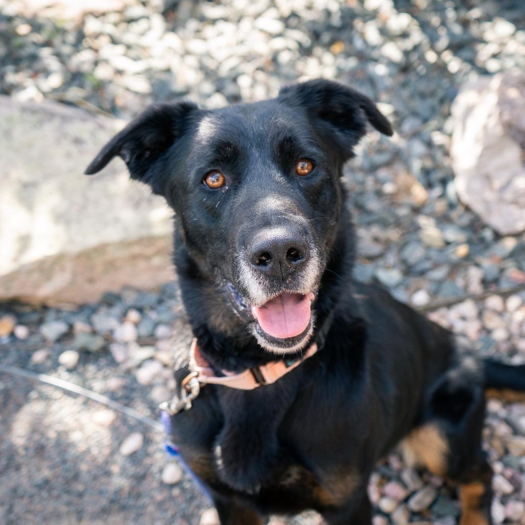Enlarge Bailey, a Adoptable mixed breed in Cheyenne, WY image 5/6