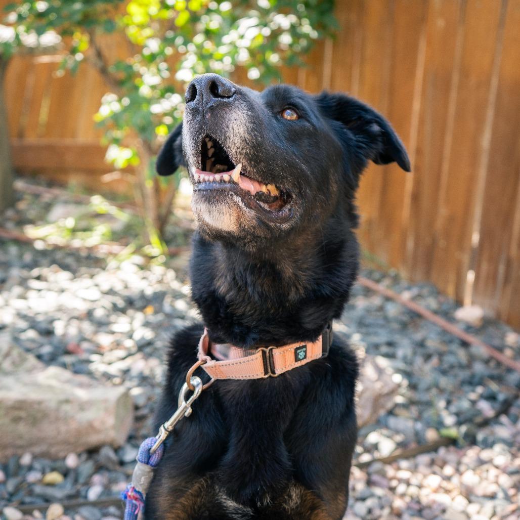 Enlarge Bailey, a Adoptable mixed breed in Cheyenne, WY image 6/6