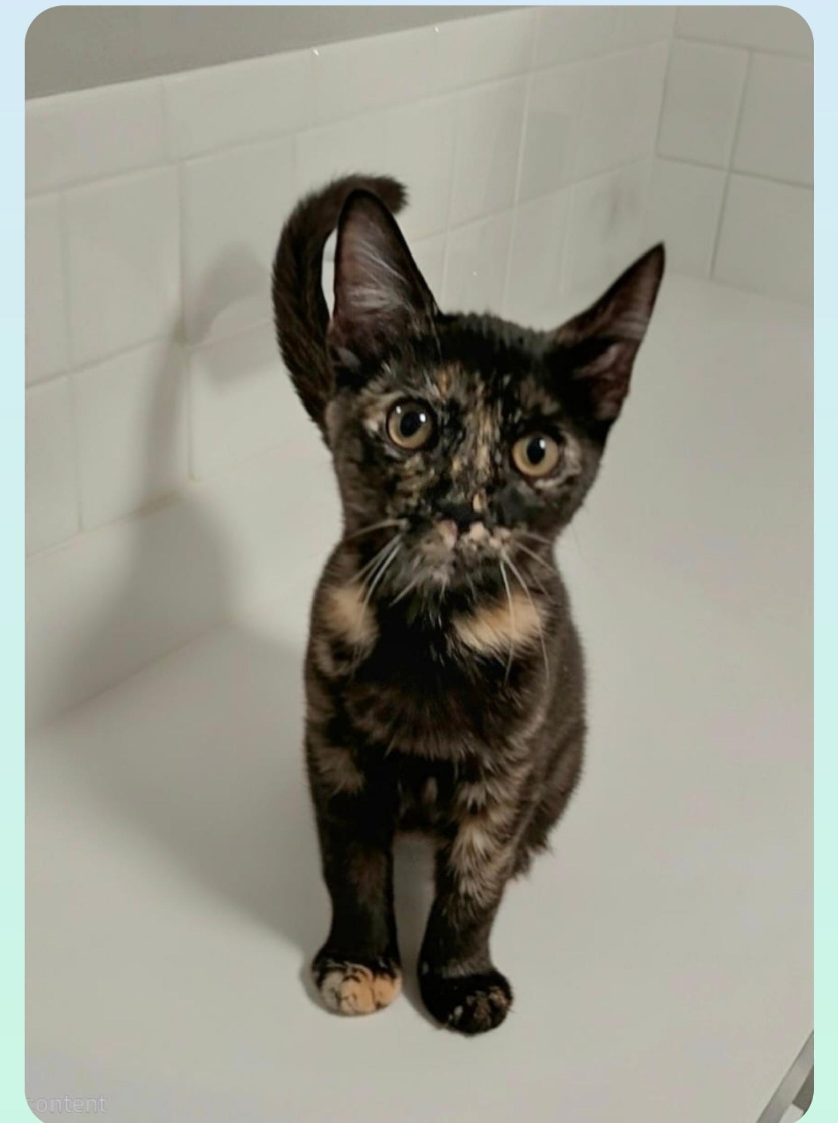 Boots (Orlando Fl), Adoptable, Kitten Female Tortoiseshell.