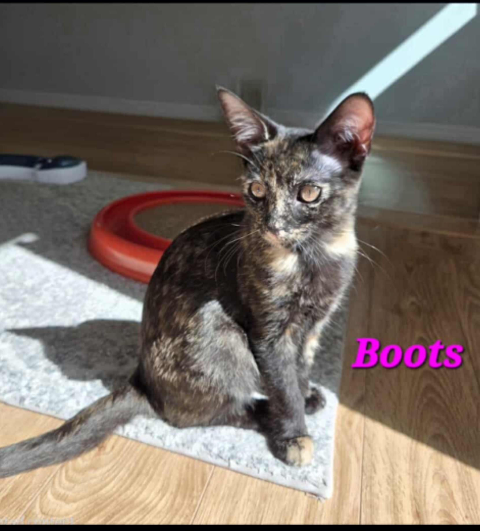 Boots (Orlando Fl)