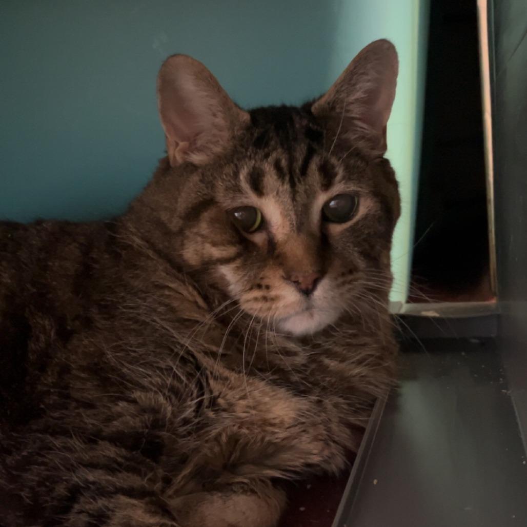26-101 Maxamewlin, Adoptable, Senior Male American Shorthair.