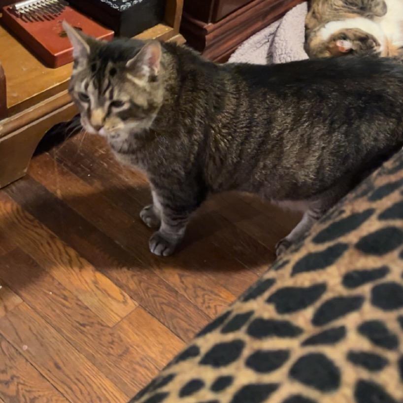 Enlarge 26-101 Maxamewlin, a Adoptable American Shorthair in North Branford, CT image 2/5