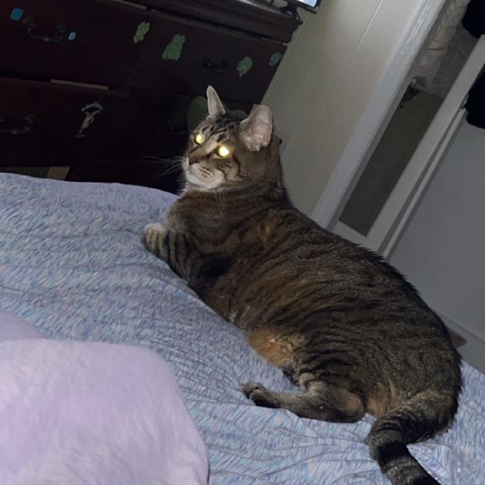 Enlarge 26-101 Maxamewlin, a Adoptable American Shorthair in North Branford, CT image 3/5