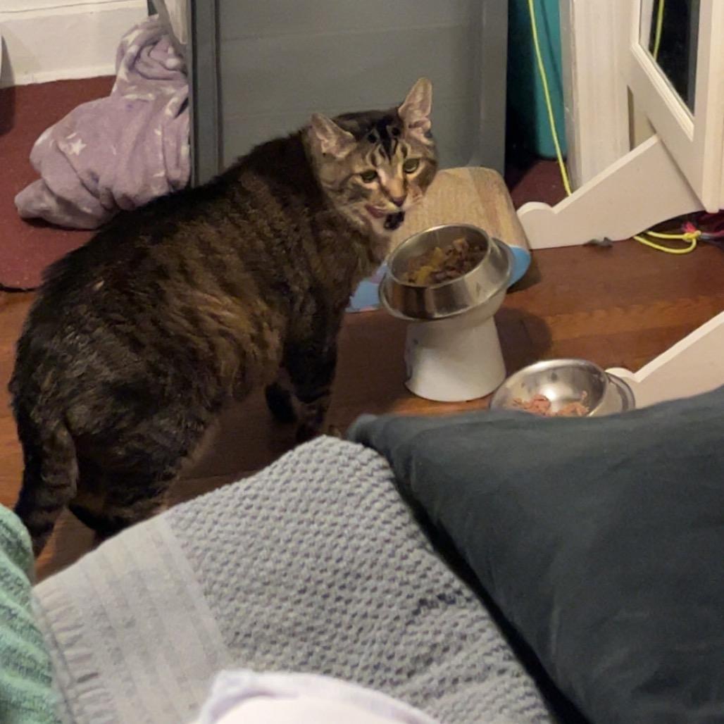 Enlarge 26-101 Maxamewlin, a Adoptable American Shorthair in North Branford, CT image 4/5