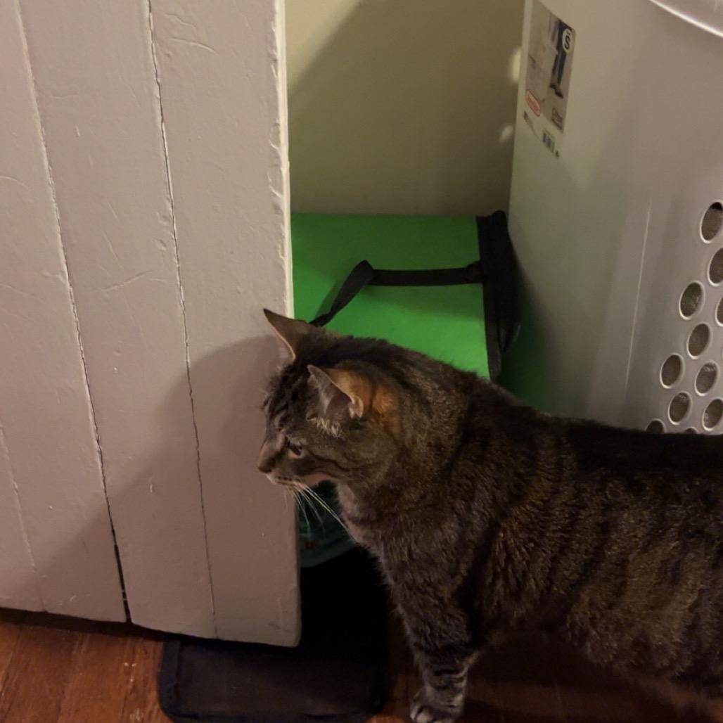 Enlarge 26-101 Maxamewlin, a Adoptable American Shorthair in North Branford, CT image 5/5