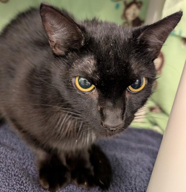 Ramona Quimby, Adoptable, Young Female Domestic Short Hair.