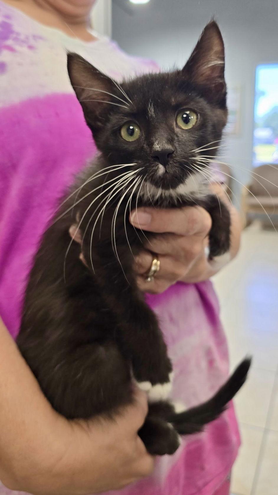 Enlarge Fried Okra, a Adoptable Domestic Short Hair in Satellite Beach, FL image 1/1