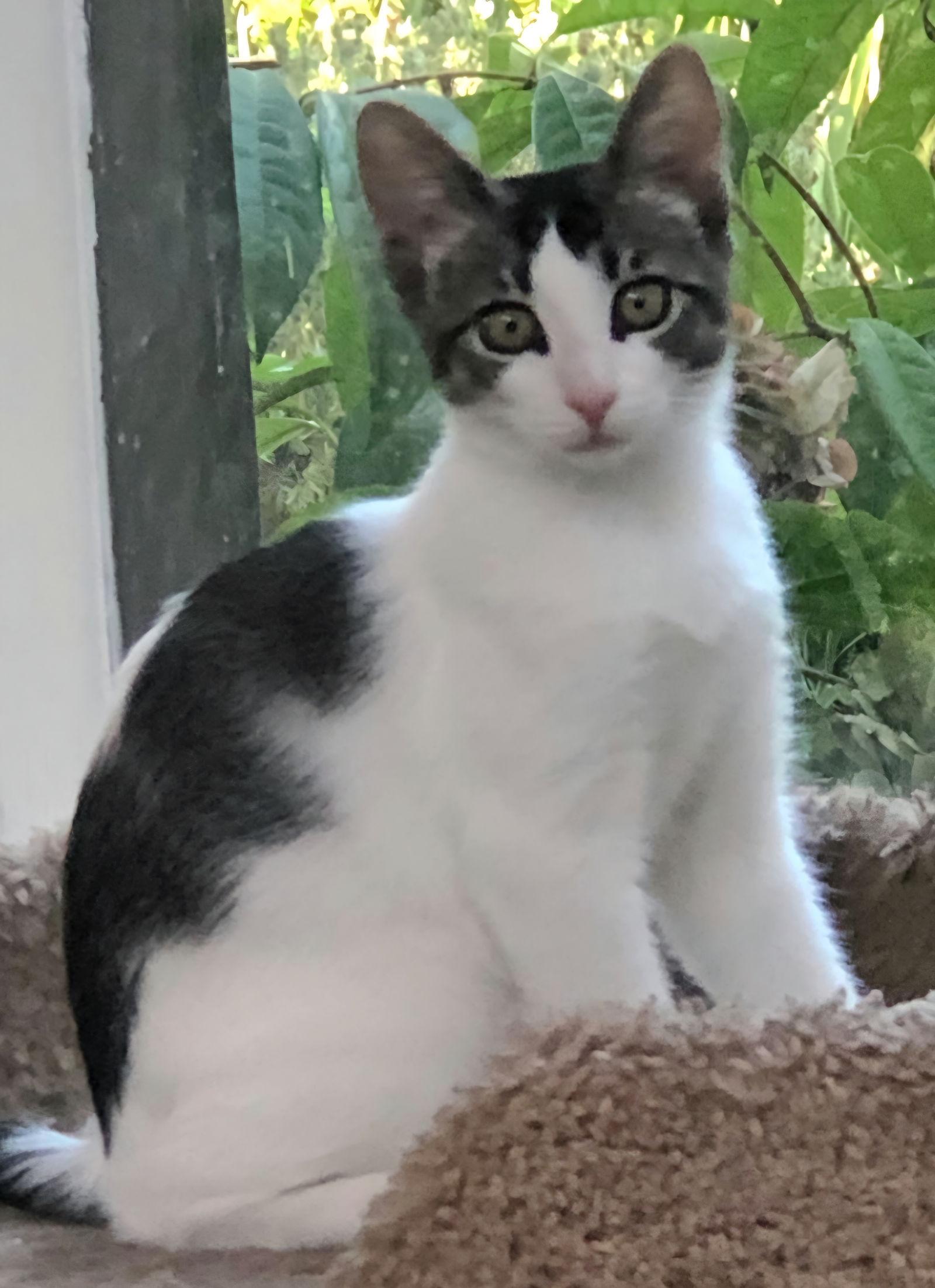 Roxie, Adoptable, Kitten Female Tabby & Domestic Short Hair.