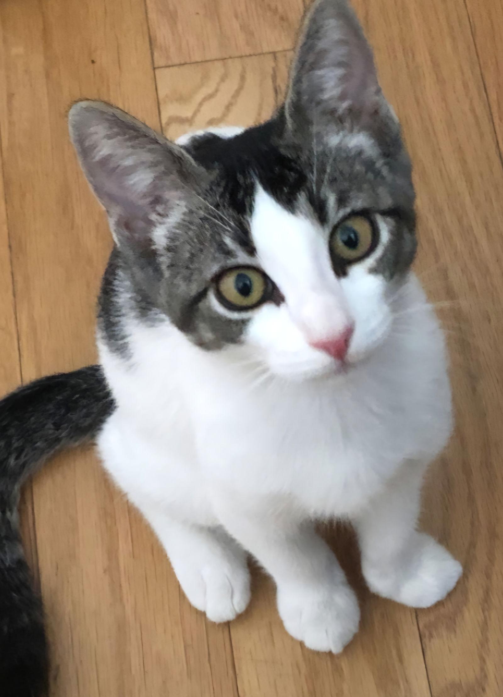 Enlarge Roxie, a Adoptable mixed breed in Campbell, CA image 3/3