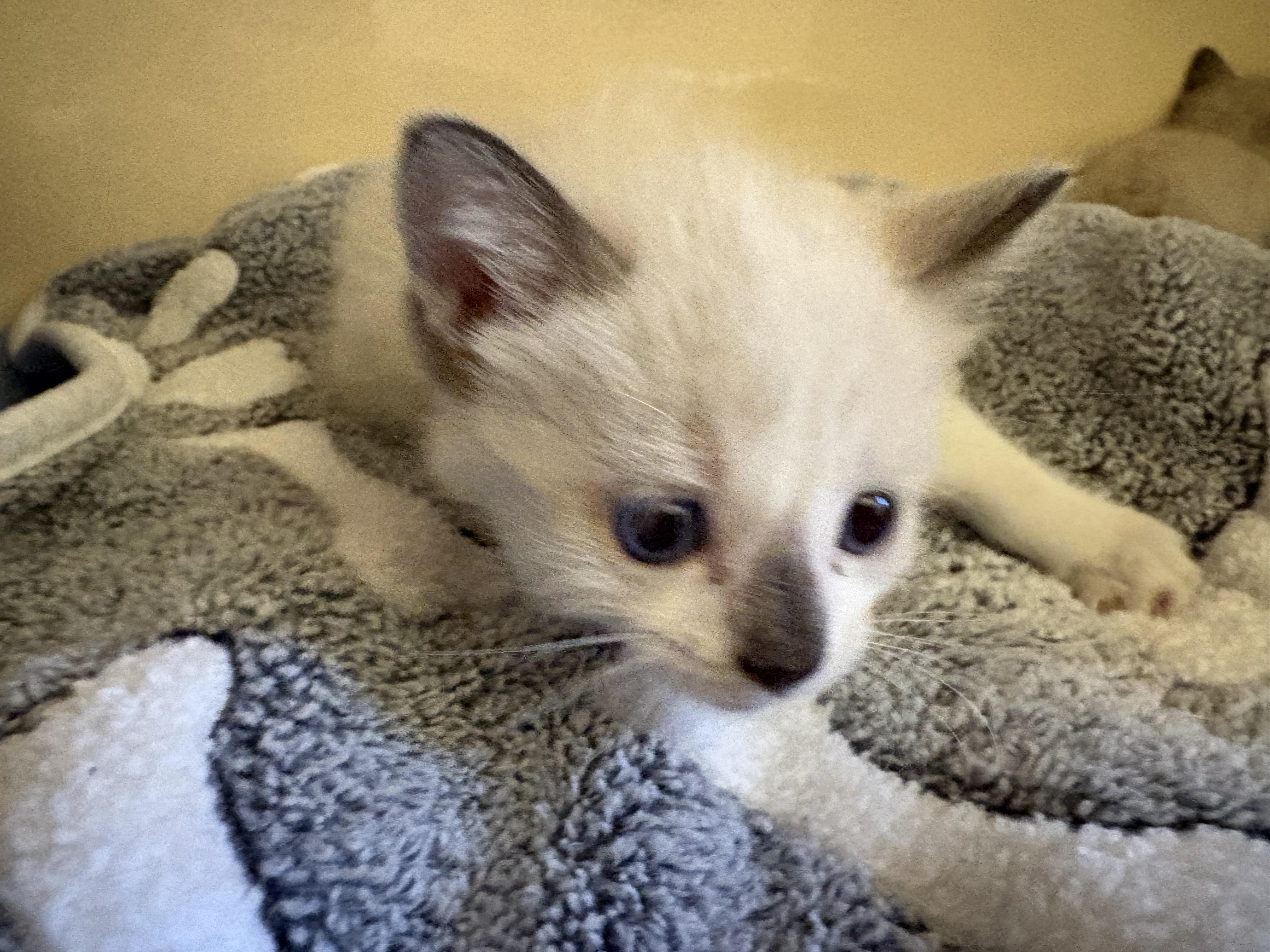 Enlarge Stray Kittens, a Adoptable mixed breed in Hays, KS image 2/6