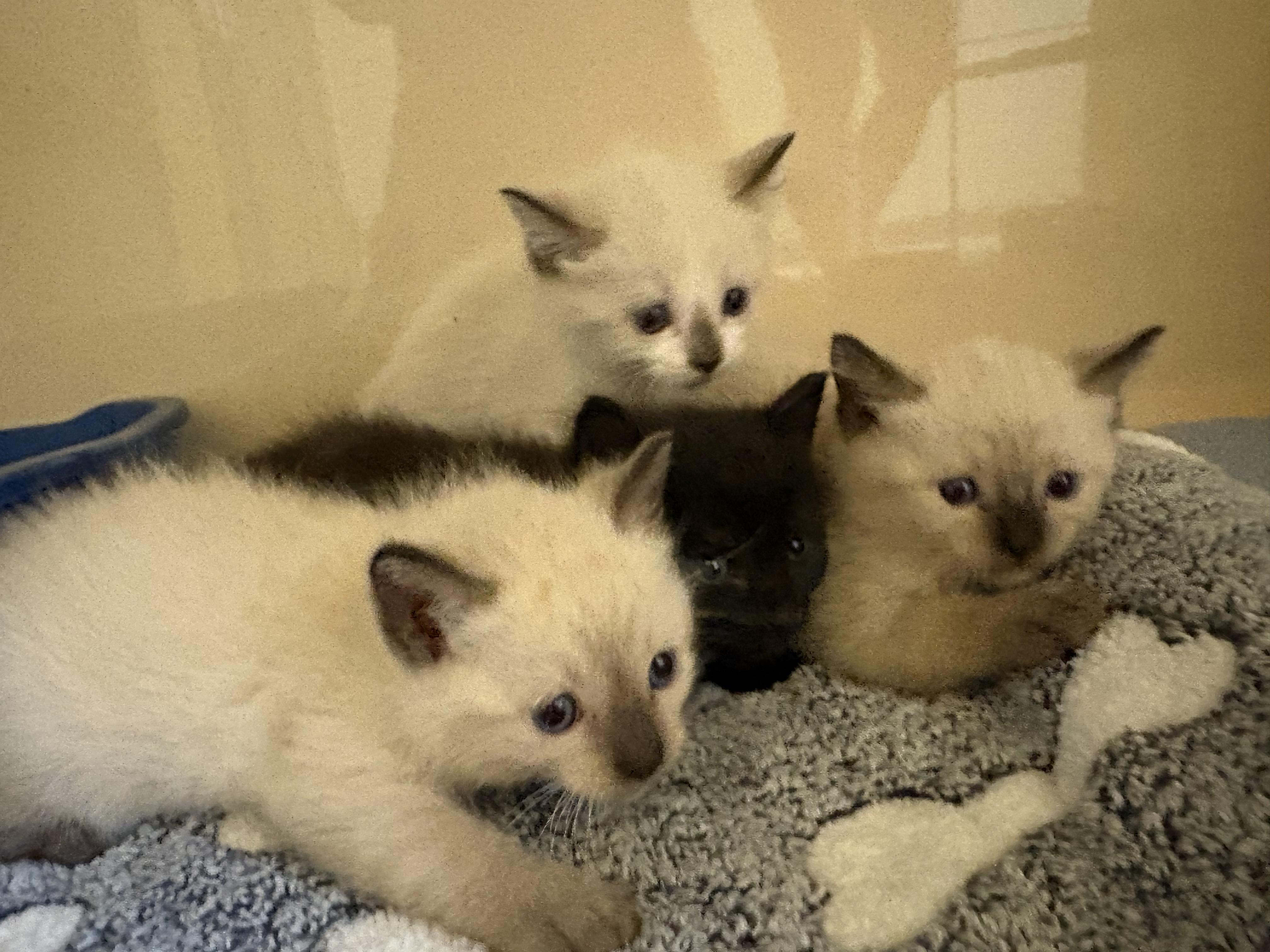 Enlarge Stray Kittens, a Adoptable mixed breed in Hays, KS image 1/6