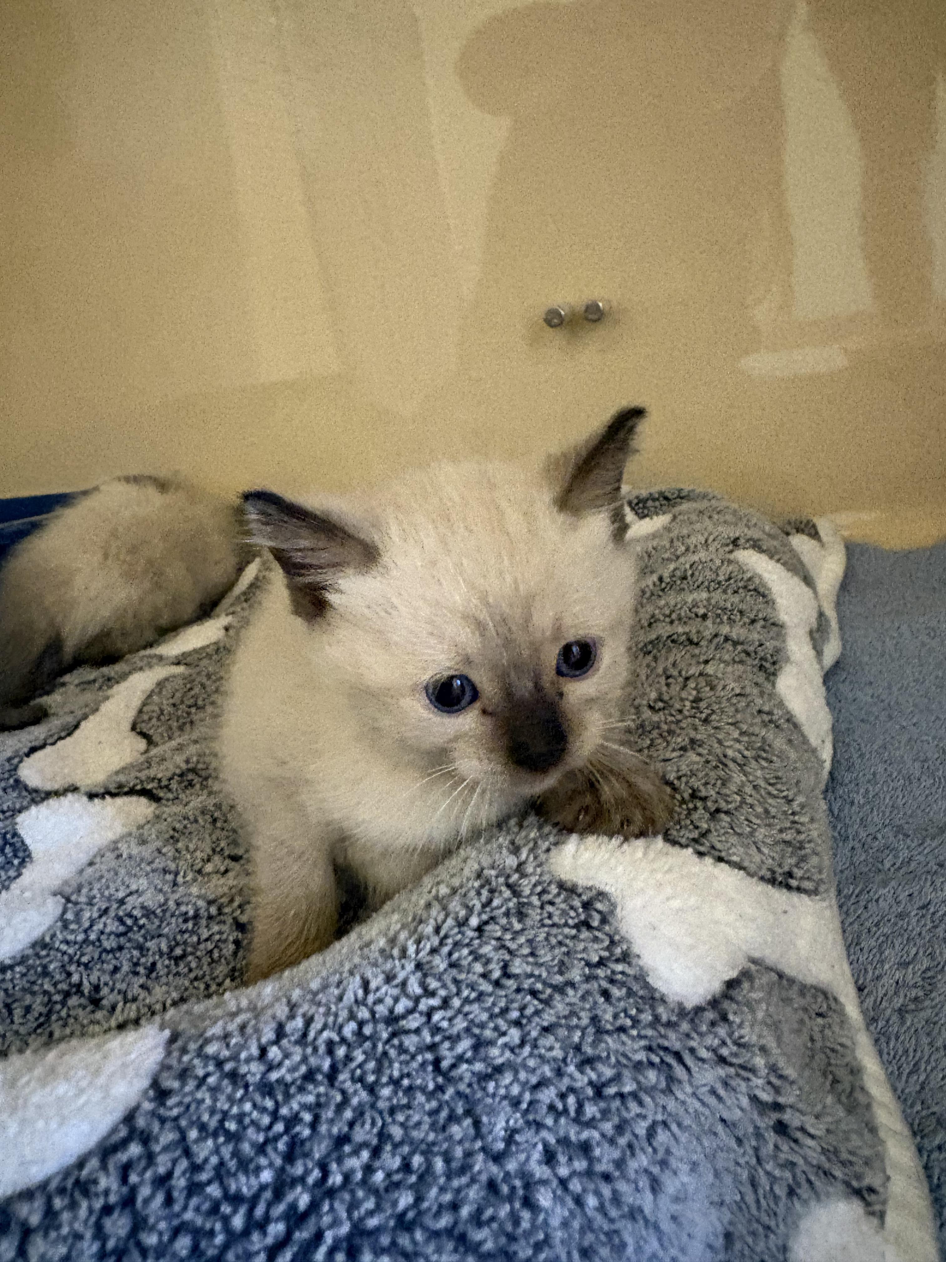 Enlarge Stray Kittens, a Adoptable mixed breed in Hays, KS image 3/6