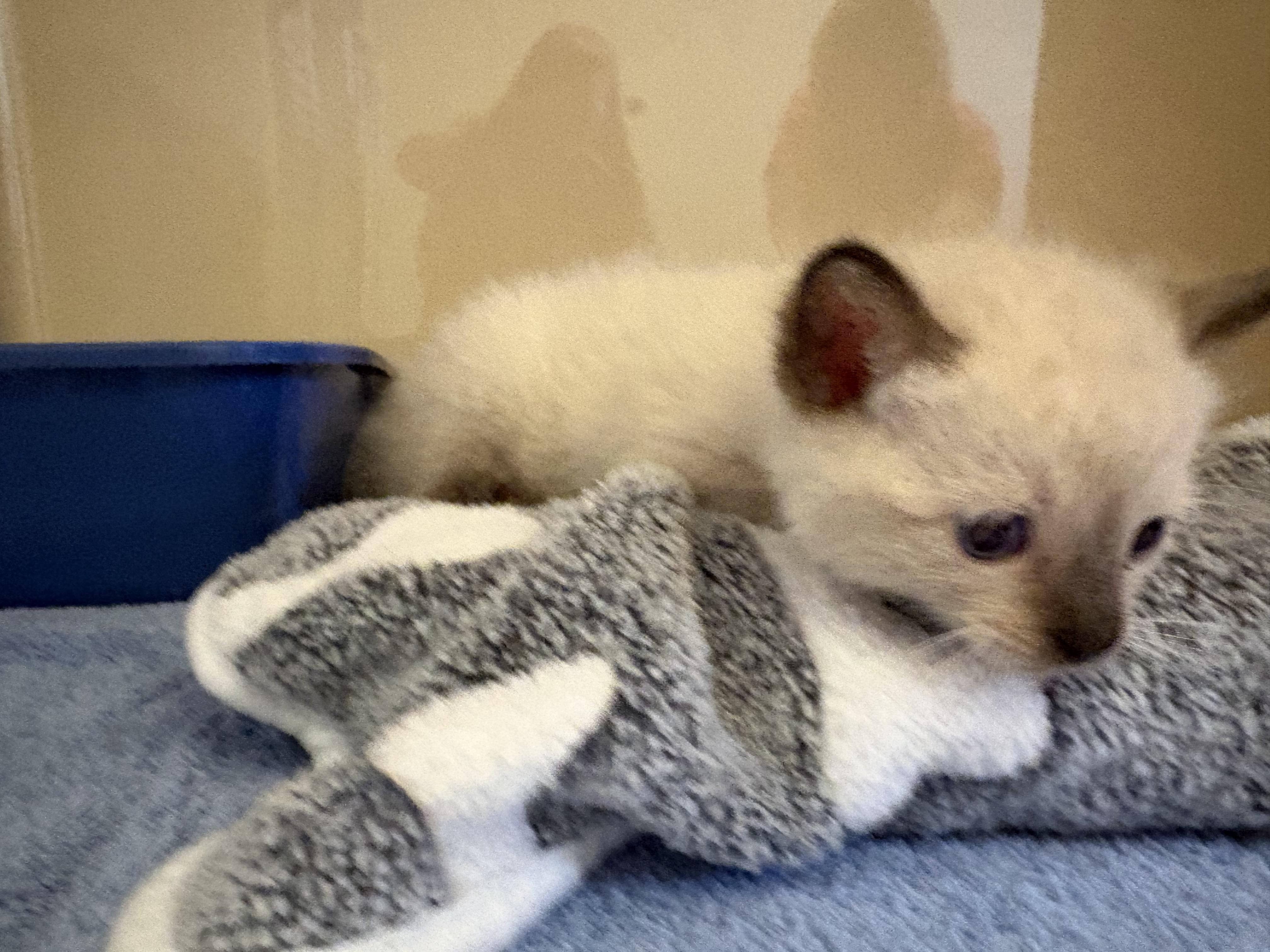 Enlarge Stray Kittens, a Adoptable mixed breed in Hays, KS image 5/6