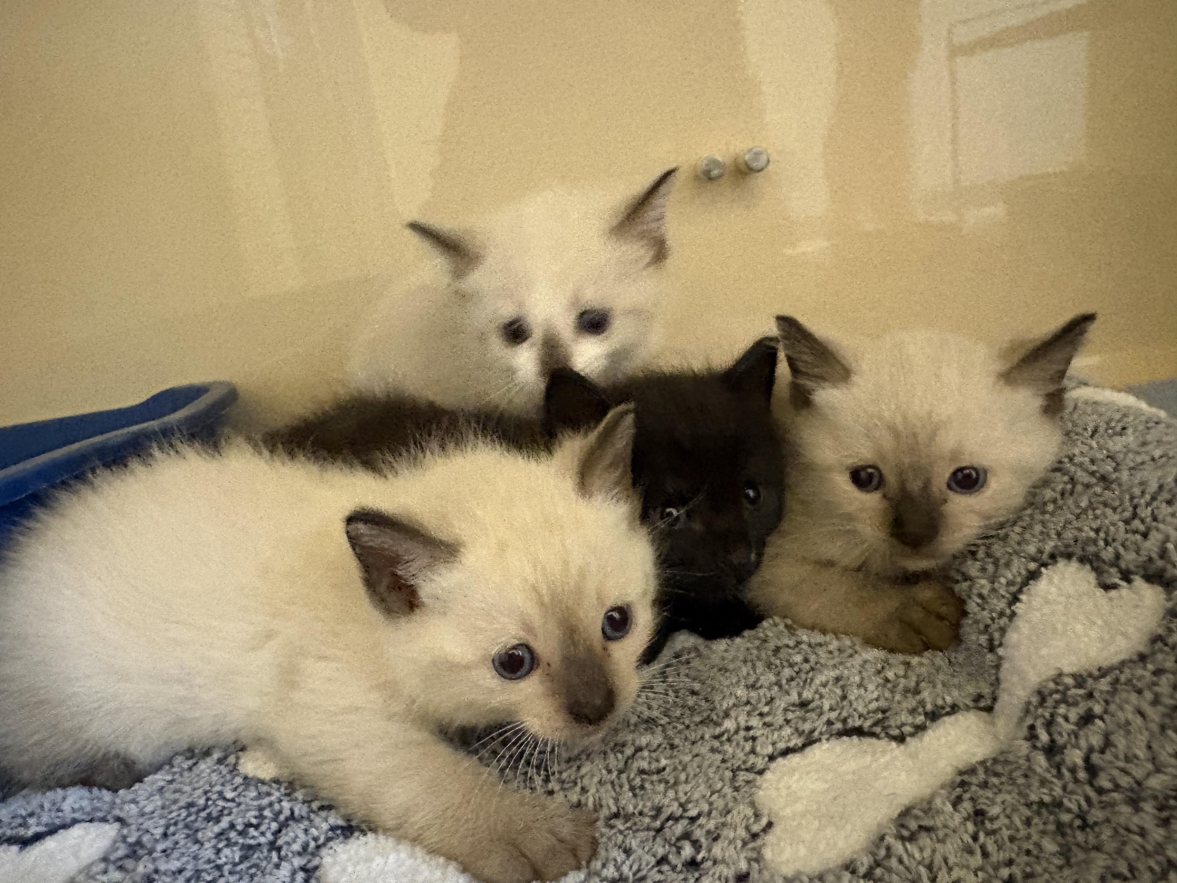 Enlarge Stray Kittens, a Adoptable mixed breed in Hays, KS image 6/6
