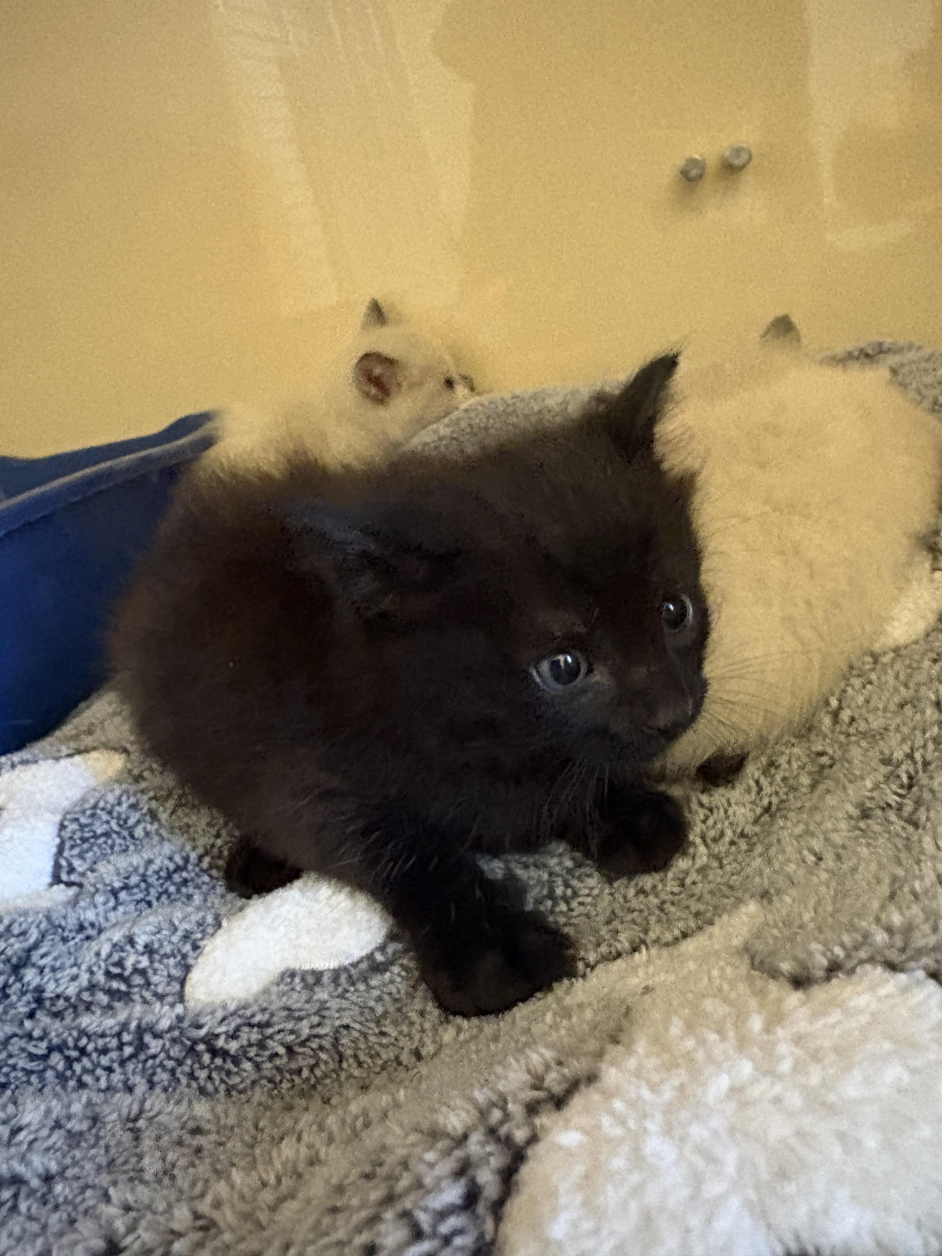 Enlarge Stray Kittens, a Adoptable mixed breed in Hays, KS image 4/6