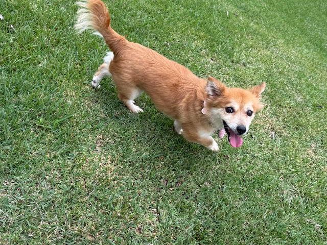 VITO, a Adopted mixed breed in Agoura Hills, CA image 2/3