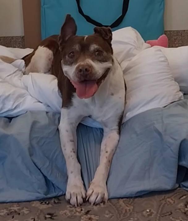 Enlarge Jenny, a Adopted mixed breed in Cape May Court House, NJ image 1/4