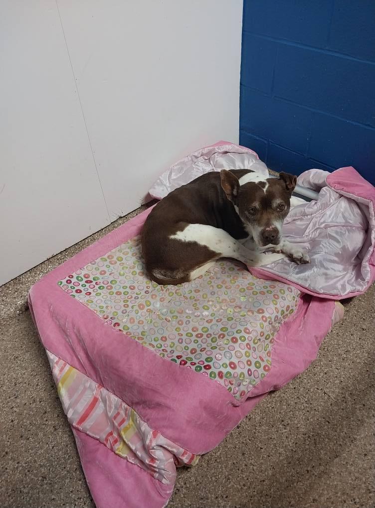 Enlarge Jenny, a Adopted mixed breed in Cape May Court House, NJ image 2/4