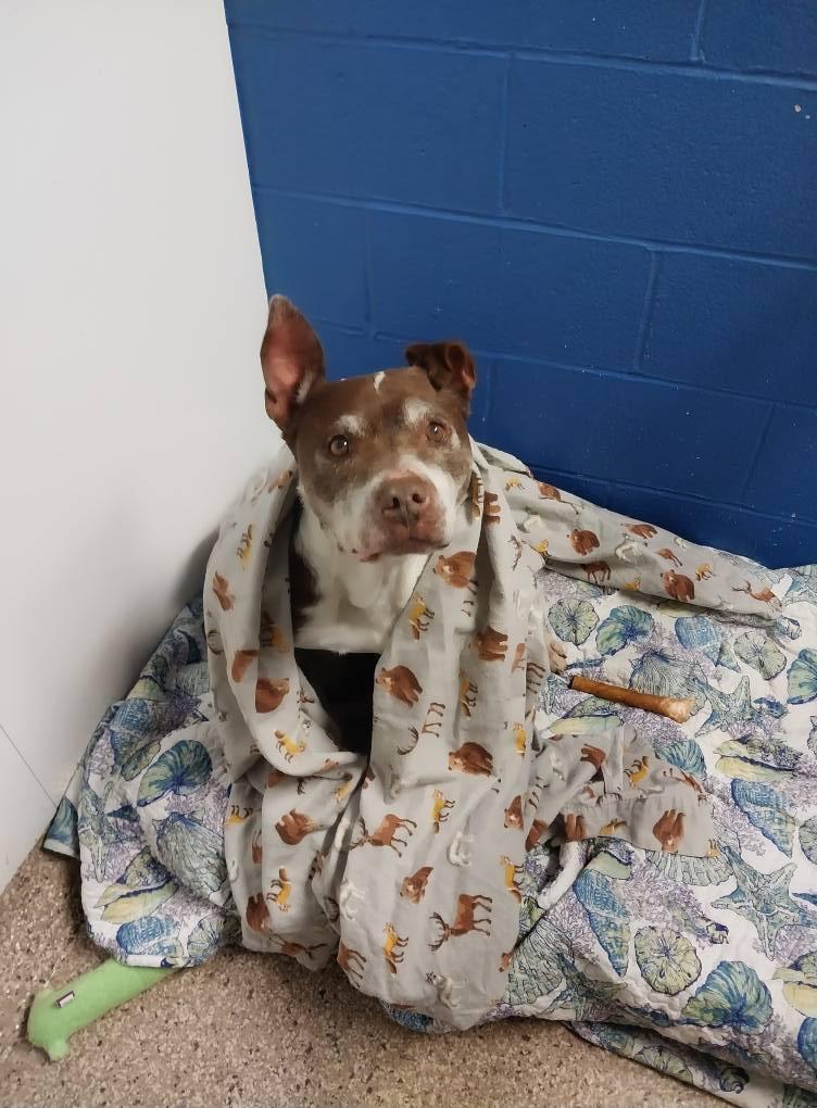 Enlarge Jenny, a Adopted mixed breed in Cape May Court House, NJ image 3/4