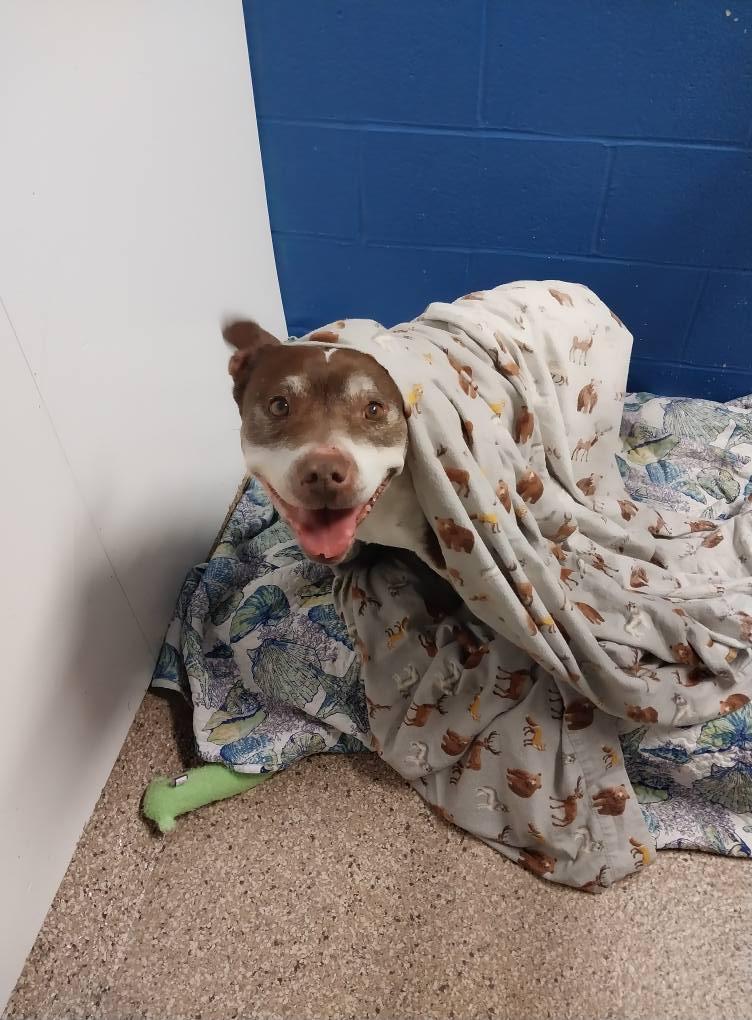 Enlarge Jenny, a Adopted mixed breed in Cape May Court House, NJ image 4/4